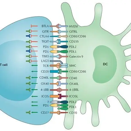 Explore the Immune Checkpoints signaling pathways and monitor the gene expression of biomarkers by qPCR arrays to understand mechanisms of drug response.