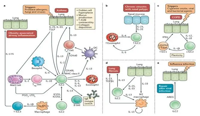You can study involvement of Innate Lymphoid Cells in many processes like protective immunity, tissue remodeling, regulation of homeostasis and inflammation by using our qPCR SignArrays.