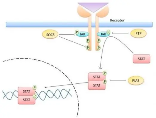 The schematic structures of the JAK and STAT proteins and overview of the JAK/STAT pathway