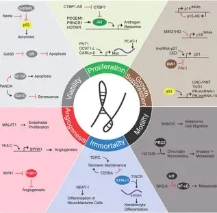 LncRNA assays: Perform high-throughput analysis of lncRNA expression profile to explore their involvement in your samples by qPCR arrays.