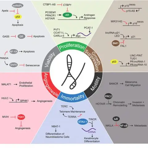 LncRNA assays: Perform high-throughput analysis of lncRNA expression profile to explore their involvement in your samples by qPCR arrays.