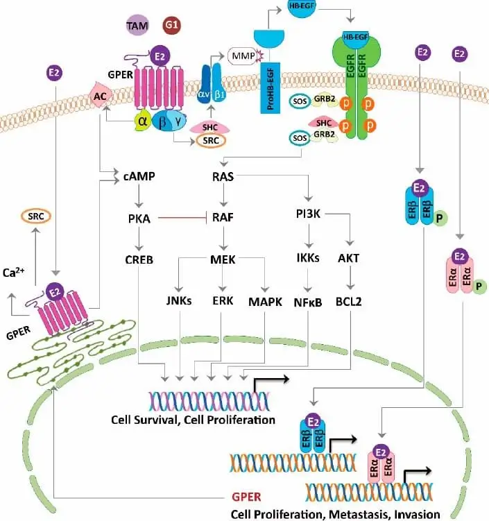Model of estrogen signaling pathways involved in cancer progression.