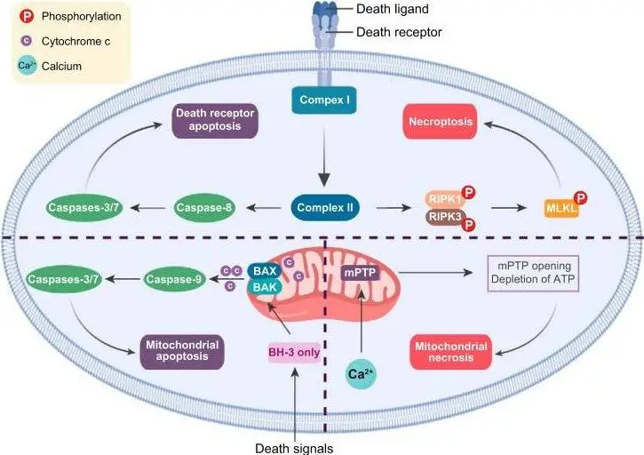 Overview of apoptosis and necrosis pathways.