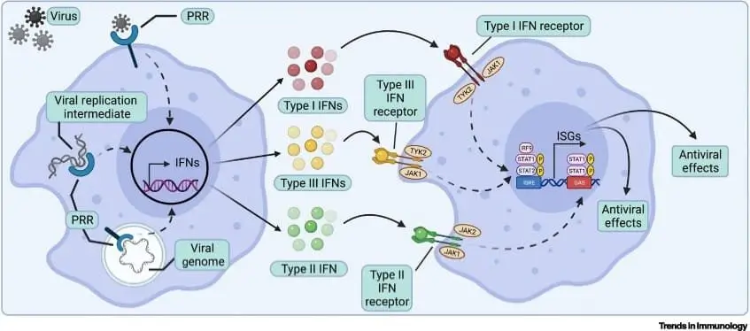 Overview of interferon signaling pathways in vertebrate hosts.