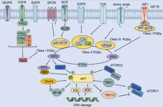 PI3K/Akt-signaling-pathway