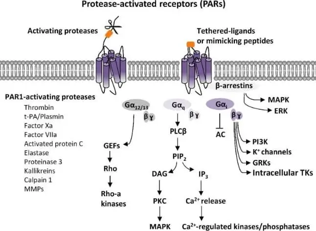 Protease-activated receptors (PARs) signaling. Scheme of the principal PARs-dependent signaling pathways.