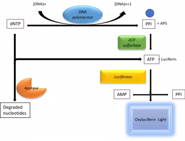 Pyrosequencing is the technology of choice to analyse the DNA methylation level of target sequences.