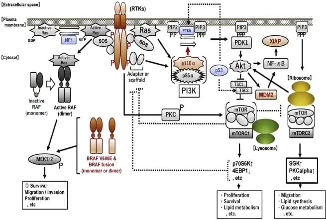Signal transduction associated with the RTK–Ras–Raf–MEK–ERK pathway or RTK–PI3K–Akt–mTOR (PI3K–PKC–mTOR) pathway.