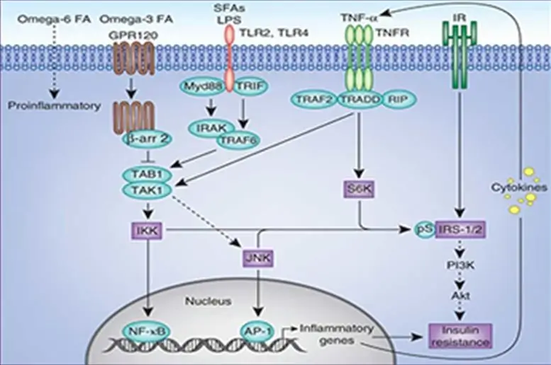 Analyze key signaling pathways with AnyGenes® qPCR arrays to accelerate biomarker discovery