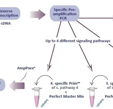 preamplification cDNA: A very high reliable and flexible solution to analyse until 4 signaling pathways from only 5ng of RNA.