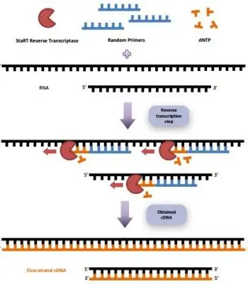 StaRT Reverse Transcription kit is an easy-to-use and flexible system to obtain high yield of first-strand cDNA.