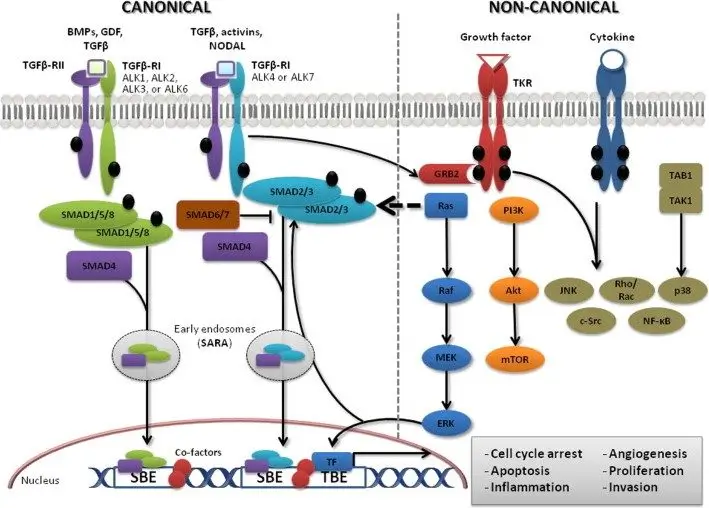 TGF-beta-signaling- pathways