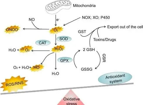 The major oxidant and antioxidant systems.