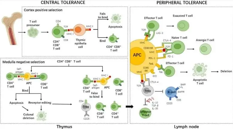 The mechanism of T cell tolerance.