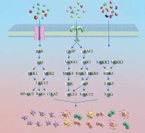 Three major transduction pathways of the MAPK-signaling pathway.