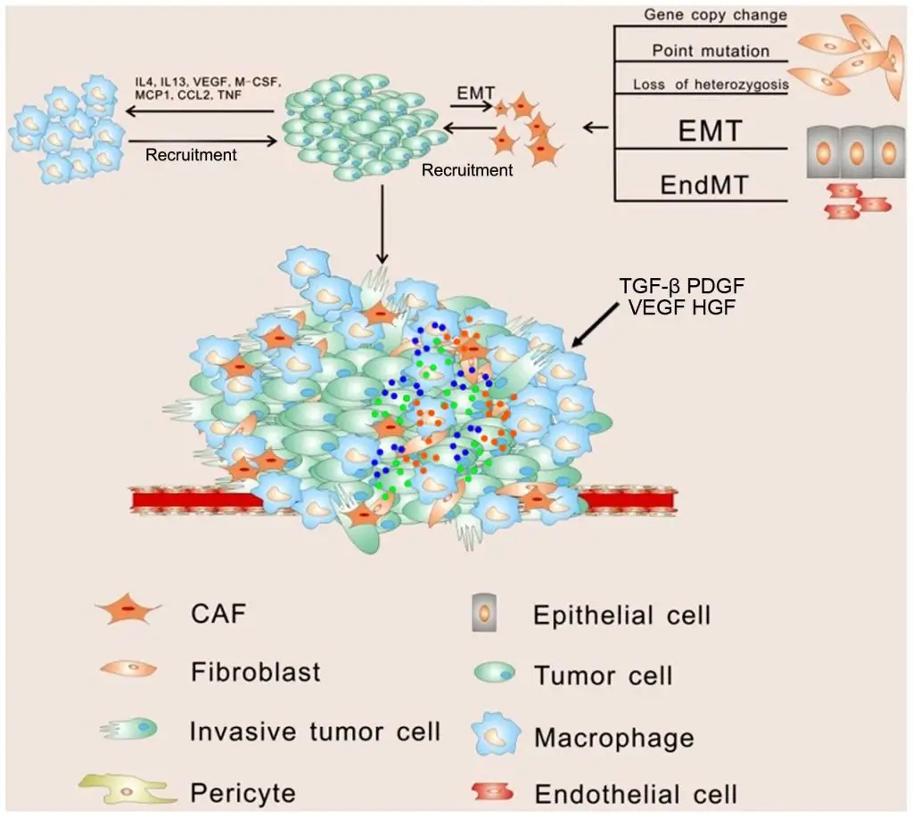 The role of the tumor microenvironment in tumor progression can be studied by qPCR arrays specific of these signaling pathways (AnyGenes® SignArrays®).