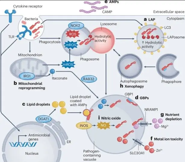 Dive into the intricate mechanisms behind the body's defense against bacterial invaders and explore the crucial signaling pathways involved in antibacterial responses.