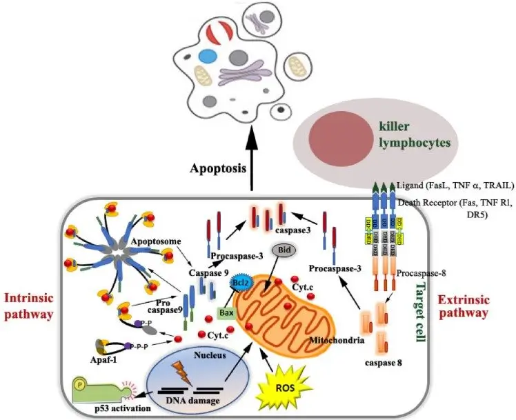 Explore the intricate caspase activation pathway and its critical role in programmed cell death, a fundamental process in maintaining cellular health