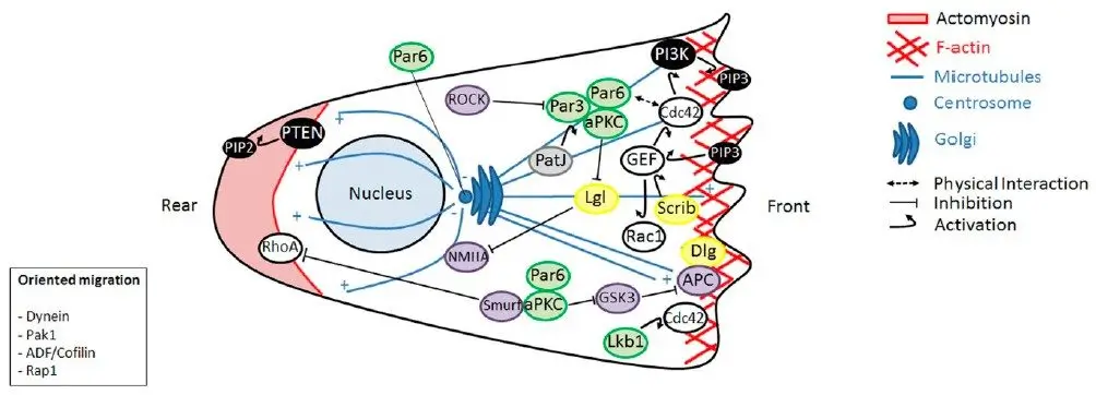 cell polarity