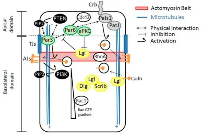 cell polarity (epithelial cells)