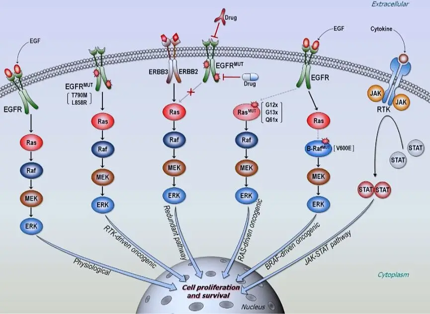 Diagram illustrating cell proliferation processes, highlighting key markers and signaling pathways involved in cell division and growth.