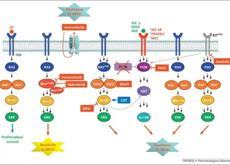 Les voies de signalisation ciblées par les qPCR arrays permettent de mettre en évidence et de comprendre les mécanismes de résistance aux traitements, afin d'améliorer le diagnostic moléculaire et la prise en charge des patients.