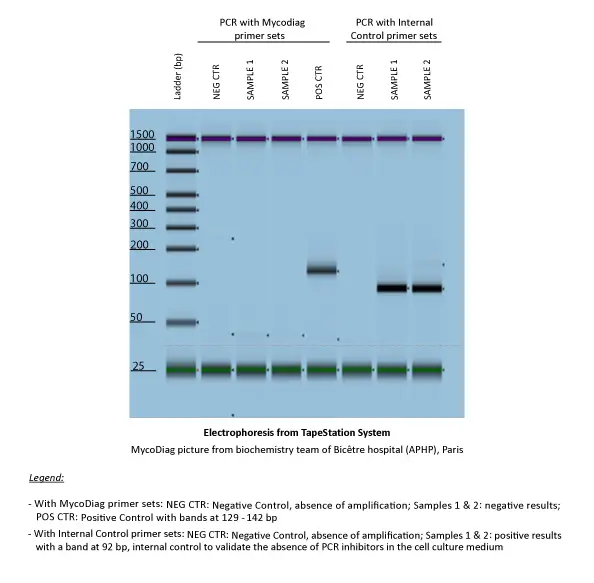 L’électrophorèse sur gel d’agarose, après PCR avec le kit MycoDiag, permet d’observer des bandes entre 121 et 230 pb, en cas de contamination par Mycoplasmes des surnageants de culture cellulaire.