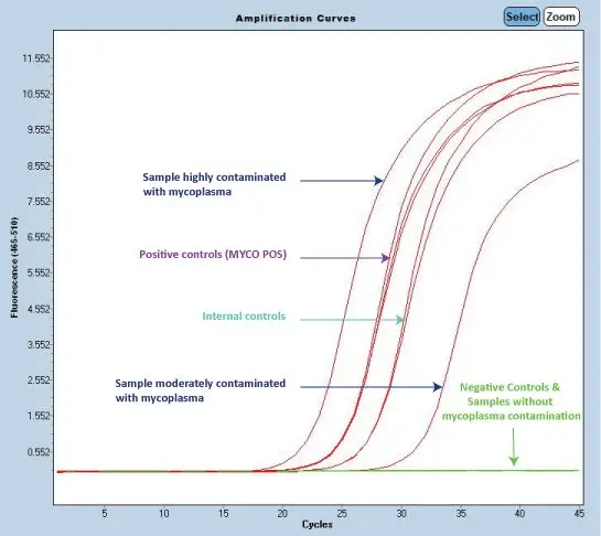 Grâce à des lots de primers hautement sensibles et spécifiques, le kit MycoDiag permet la détection d’ADN de Mycoplasmes dans vos échantillons par qPCR / PCR.