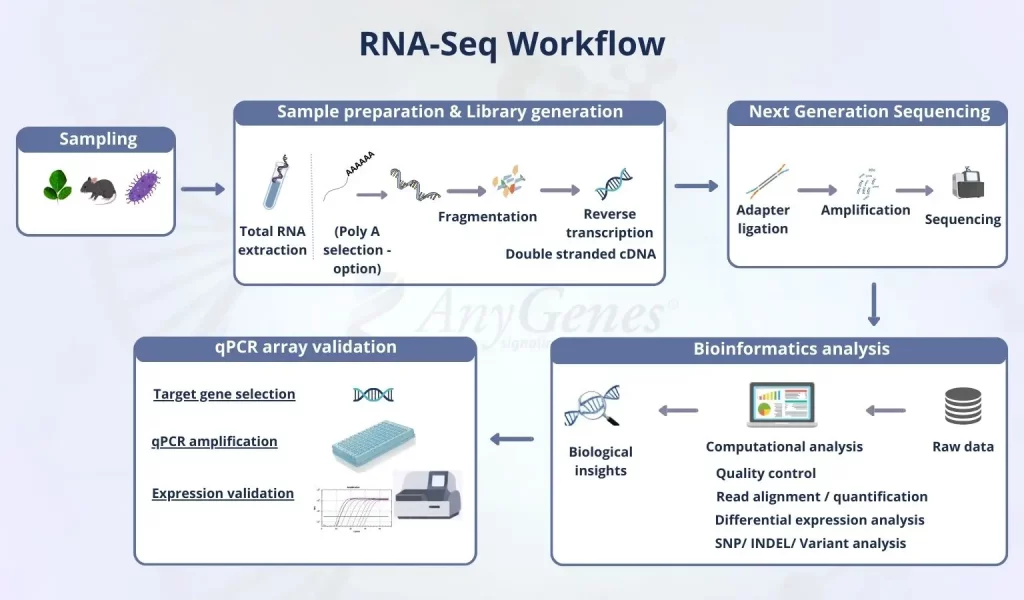 RNA-seq bioinformatics workflow interface