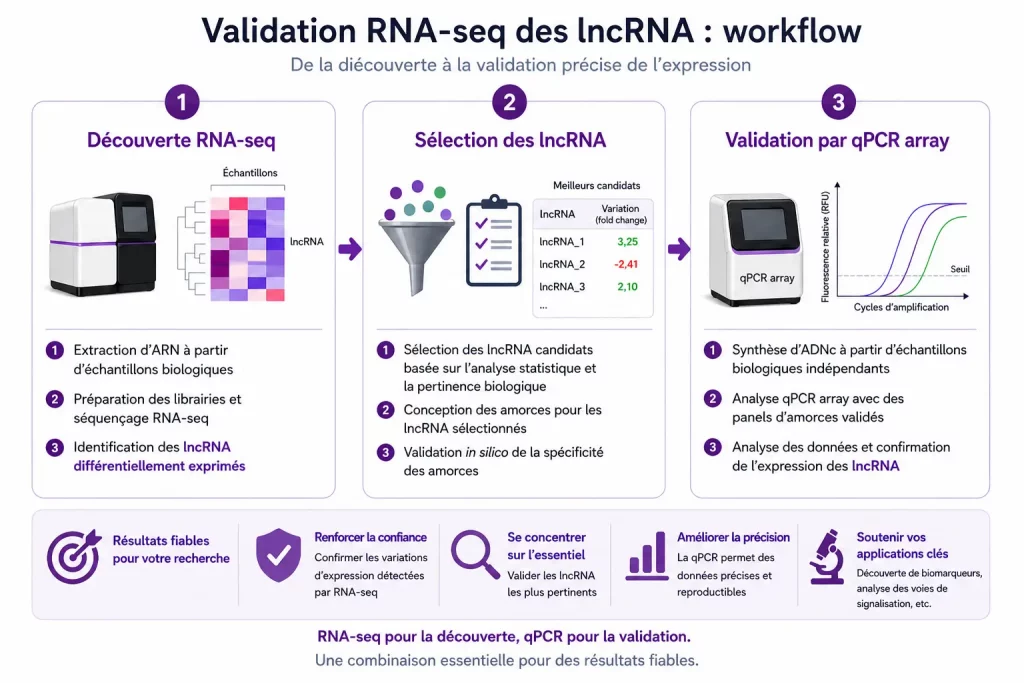 Schéma de validation RNA-seq des lncRNA illustrant la découverte par RNA-seq, la sélection de candidats et la validation par qPCR array avec courbes d’amplification (RFU).