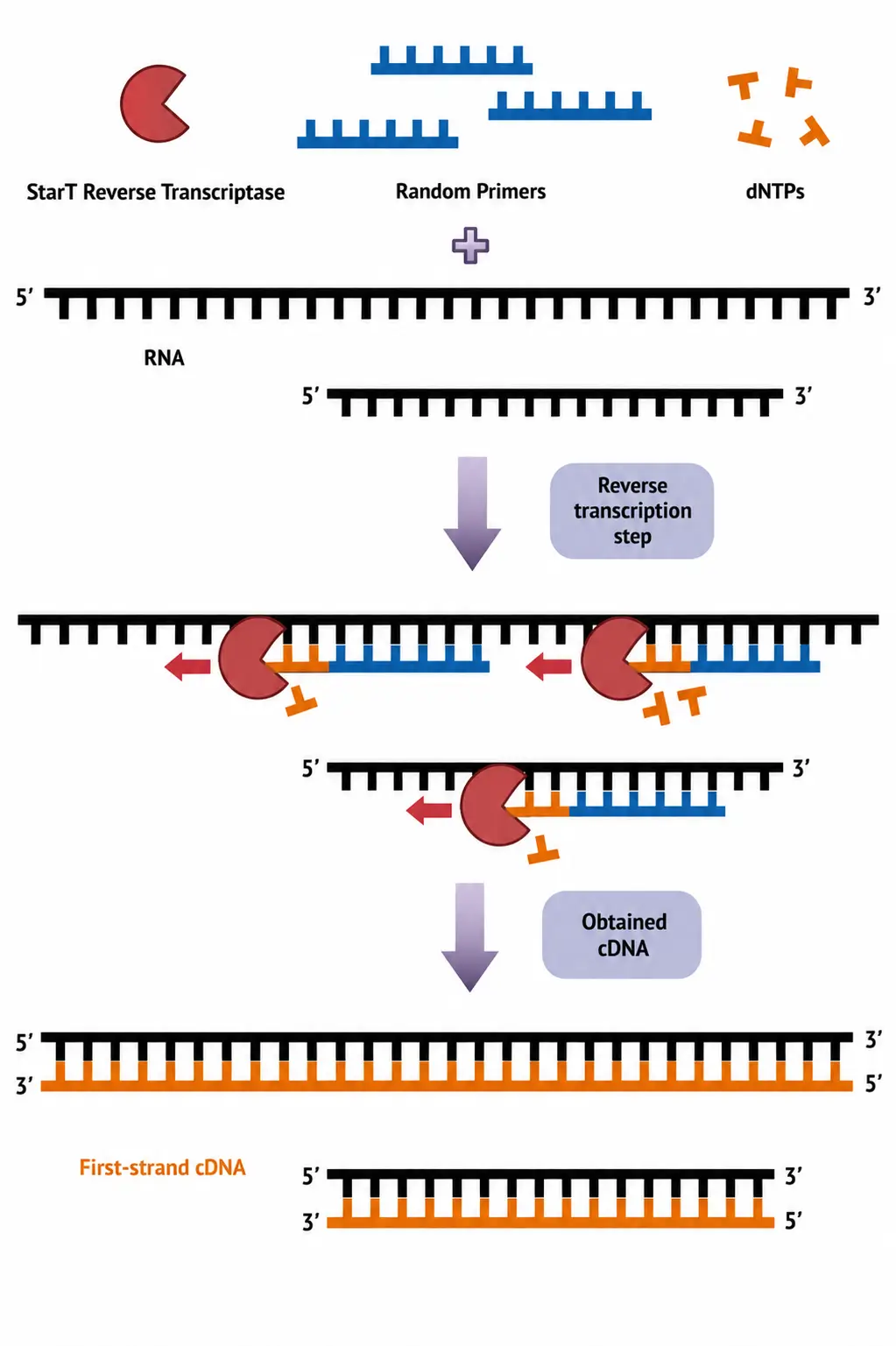 Reverse transcription workflow showing RNA primers dNTPs reverse transcriptase and first-strand cDNA synthesis